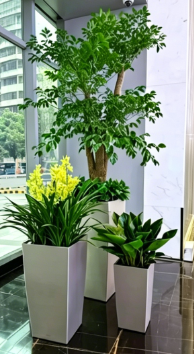 镇海花卉租赁市场怎么清理？简单实用妙招